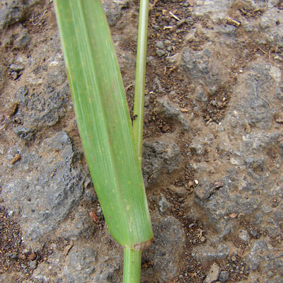 Lolium perenne - Himalaya - Sementi