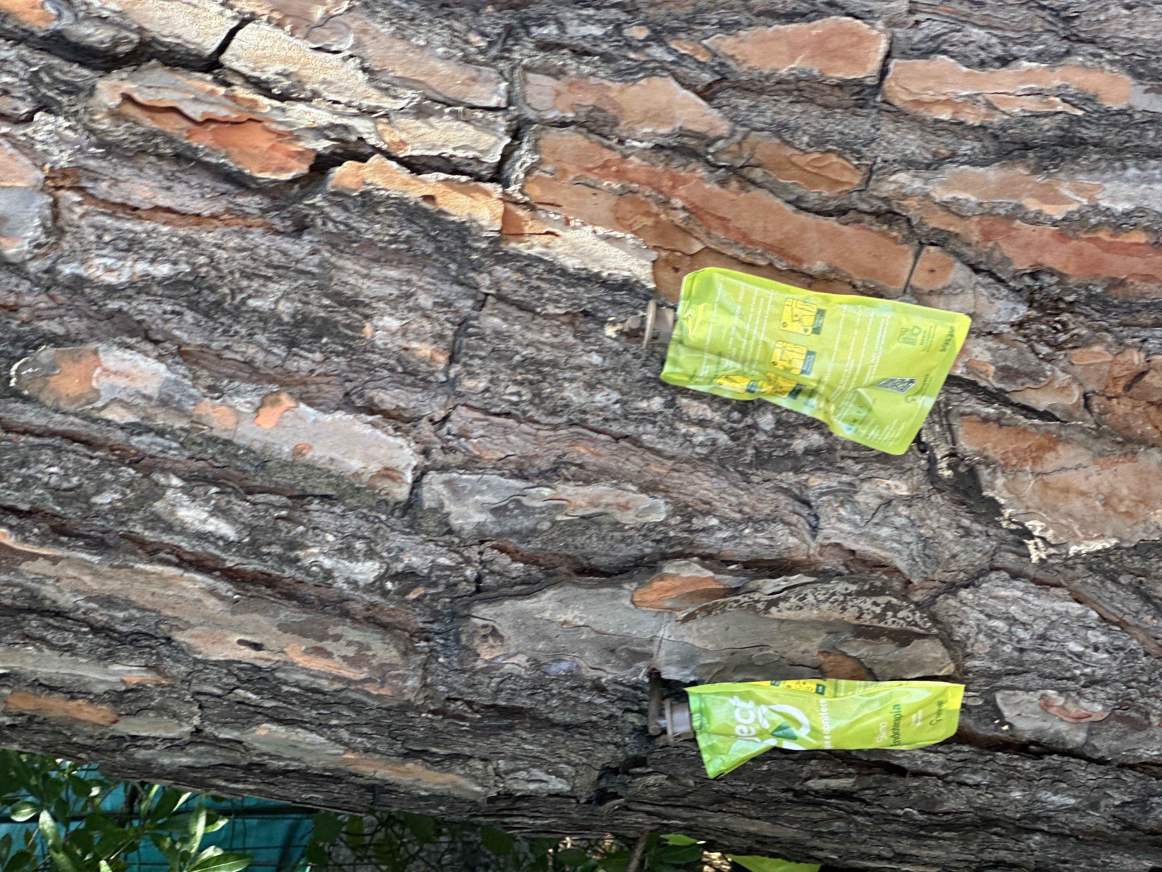 Pini: trattamento endoterapico contro cocciniglia tartaruga