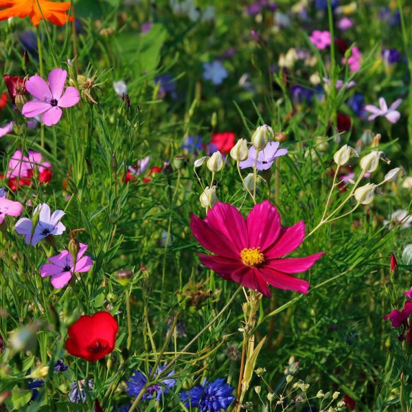 Essenze Fiori Colori